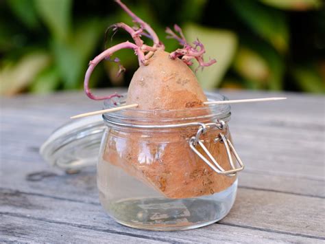 How To Plant And Grow Sweet Potatoes Hgtv