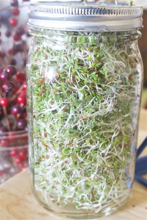 How To Grow Alfalfa Sprouts In A Jar Jar And Can