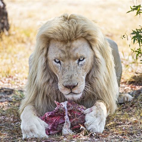Each ecosystem on the planet has food chains of organisms ranging from producers to consumers. White lion with meat II | The same lion, seen closer ...