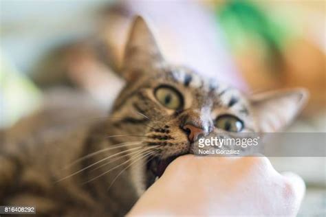 Cat Biting Hand Photos And Premium High Res Pictures Getty Images