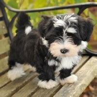 These puppies will go to local homes and will not be. Willow Springs Havanese and Labradors | Breeders of ...