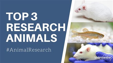 What Animals Are Used The Most In Scientific Research Youtube