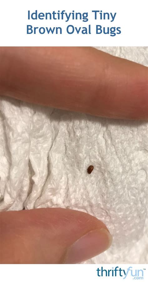 Identifying Tiny Brown Oval Bugs Thriftyfun