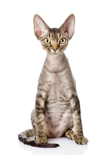Devon Rex Cat Breed Information Pictures Characteristics