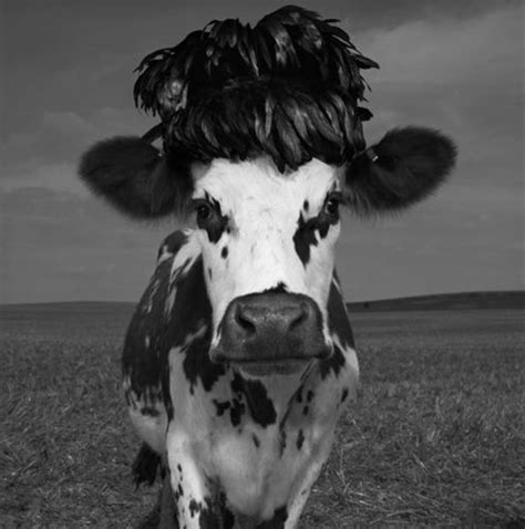 jean baptiste mondino cow photos cow pictures cow