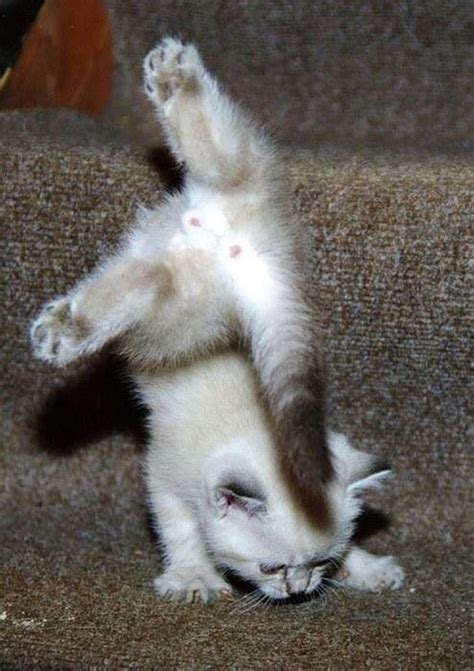 Gymnastics Funny Cats Cute Cats Cats