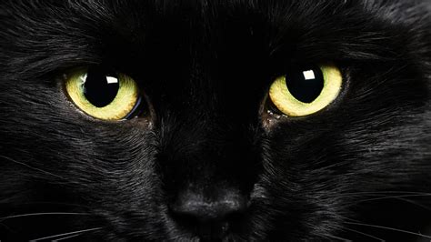Black Cat Wallpapers Hd Wallpapers Id 16376