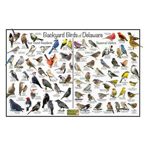 Backyard Birds Of Delaware Bird Identification Nature Poster Quick