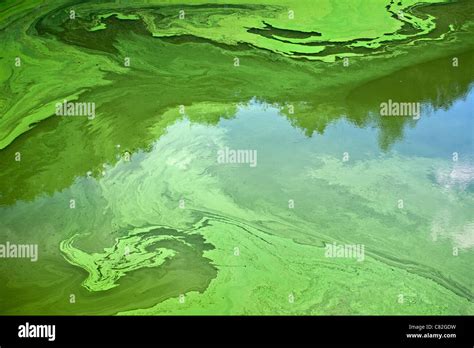 Cyanobacteria Or Blue Green Algae Which Develop At The Surface Of A