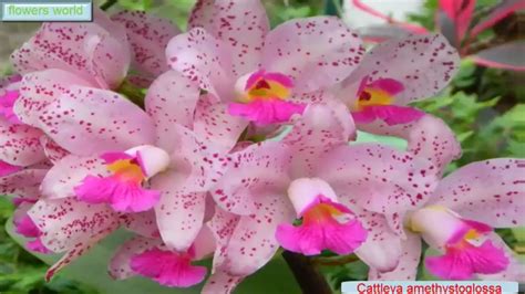 Most Beautiful Orchid Flowerscattleya Amethystoglossa