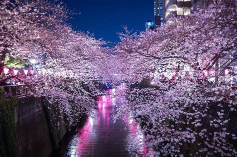 Experience Tokyo S Illuminated Cherry Blossoms At Night Recommended Spots MOSHI MOSHI
