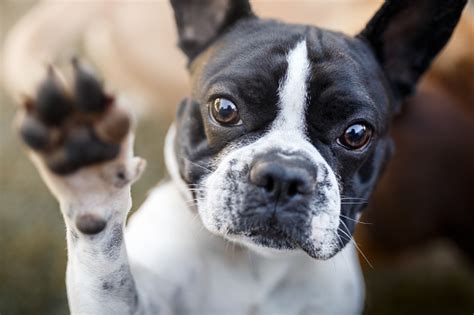 Dog Giving Paw Stock Photo Download Image Now Istock