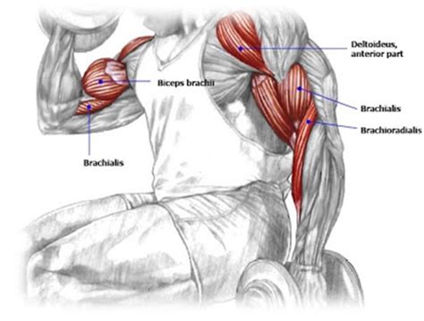 Arm Muscles Names The Rotator Cuff Is A Group Of 4 Muscles Which Hold