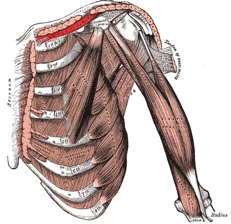 Músculos toracoapendiculares Anatomia papel e caneta