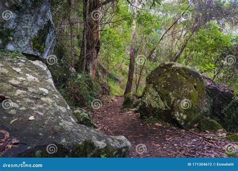 Green Forest Landscape With Old Rocks And Hiking Path Stock Photo