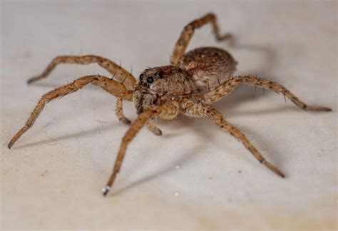 Are Wolf Spiders Poisonous Important Facts Pest Samurai