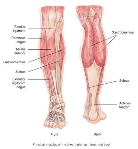 Front leg musclevtendon / the anatomy of the domestic animals veterinary a… the extensor digitorum longus and extensor hallucis longus also. Different types of injury | Human anatomy, Legs, Anatomy class