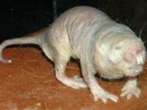 El Genoma De La Rata Topo Desnuda Est Expuesto En Internet