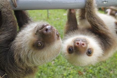 Its Sloth Week So Heres 10 Great Facts About Sloths Metro News