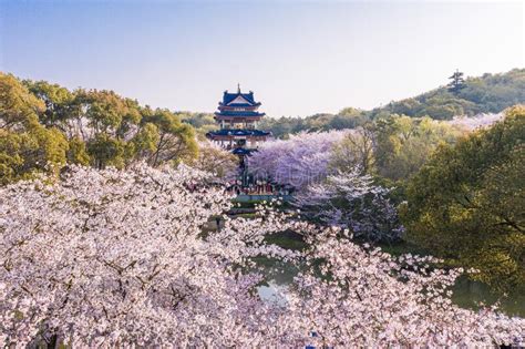 Aerial Landscape Of The Spring Cherry Blossoms In Wuxi Yuantouzhu