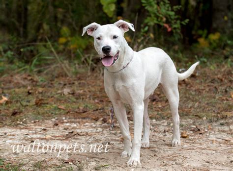 Pretty White Pitbull Puppy Adoption William Wise Photography