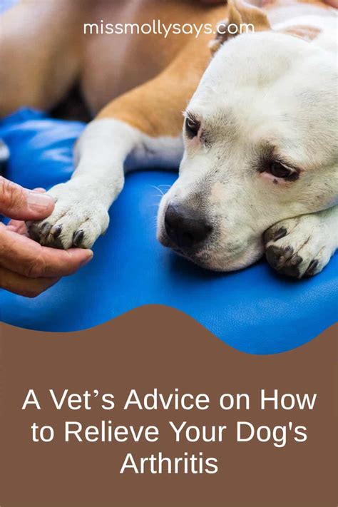 A Vets Advice On How To Relieve Your Dogs Arthritis Miss Molly Says