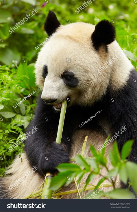 Giant Panda Eating Bamboo Stock Photo 103643075 Shutterstock