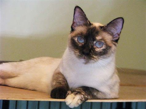 Permes Lucky Seal Tortie Point Siamese Cute Cats Siamese Cats Siamese