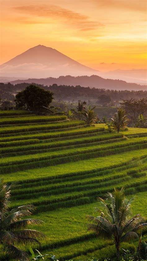 Jatiluwih Rice Terraces At Sunrise Bali Indonesia Windows 10