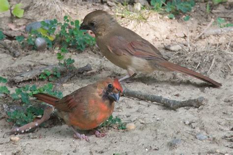 Female Adult And Juvenile Cardinals Flickr Photo Sharing