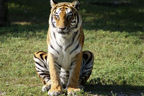 Sitting Tiger Larryn2009 Flickr