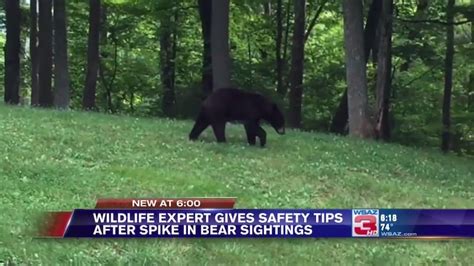 Wildlife Expert Explains Spike In Black Bear Sightings