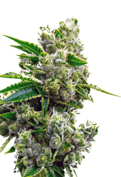 Critical Jack Feminized Cannabis Seeds Rocket Seeds