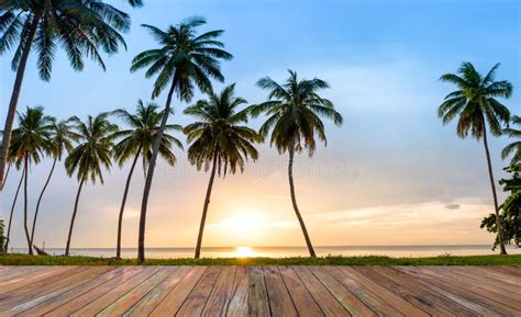 Landscape Of Sea Coast Coconut Palms On Tropical Beach At Sunset