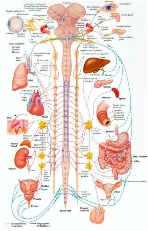 Extended from the base of the brain and down the center of the back, the spinal cord. Your spine protects the wiring to all of the organs of ...