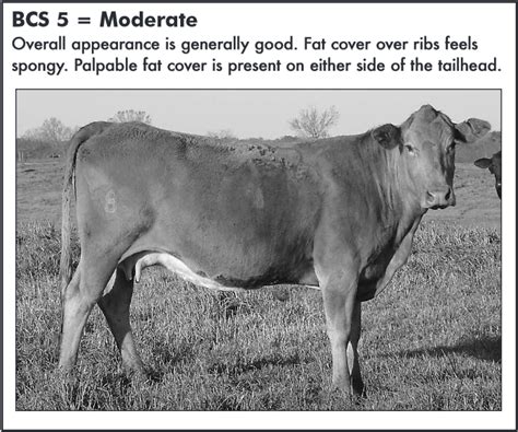Body condition scoring (bcs) of cattle allows cattle producers to assess the level of fat reserves of cows during various production phases. The Cow is the First Source of Calf Health | Panhandle ...