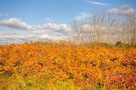 Colorful Autumn Foliage Under Cloudy Sky Stock Image Image Of