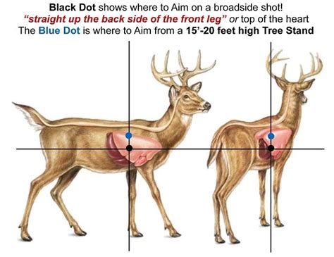 Whitetail Shot Placement Chart