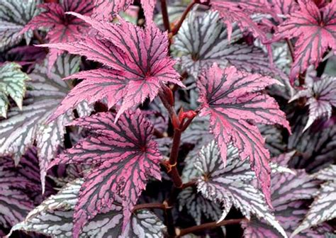 Begonia Garden Angel Blush 1l Just Potted Turn It