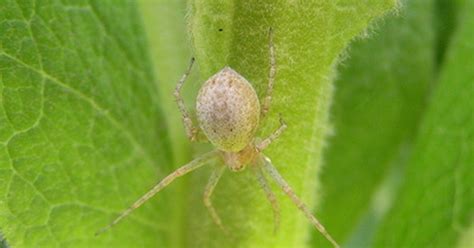 Common Symptoms Of A House Spider Bite Livestrongcom