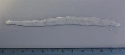 Leptocephalus The Transparent Eel Larva