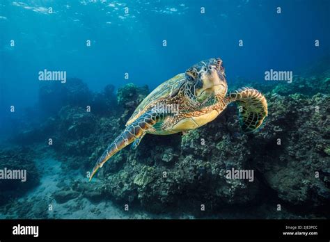 A Green Sea Turtle Chelonia Mydas An Endangered Species Glides Past