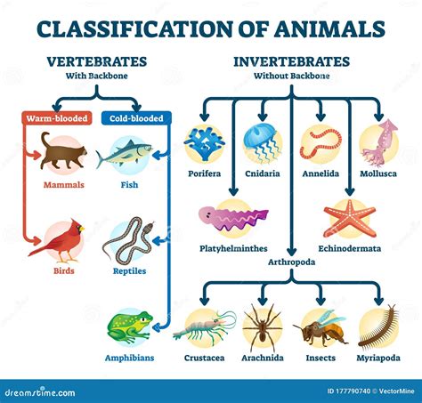Animal Classification Chart Vertebrates | Images and Photos finder