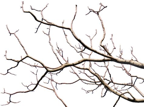 Branches Png 20 Free Cliparts Download Images On Clipground 2022