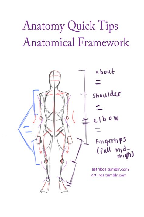 What Are Some Tips For Drawing Anatomy For Beginners Quora