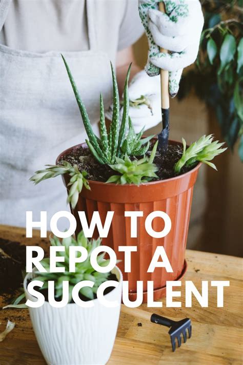 How To Repot A Succulent And Houseplants Repotting The Right Way Artofit