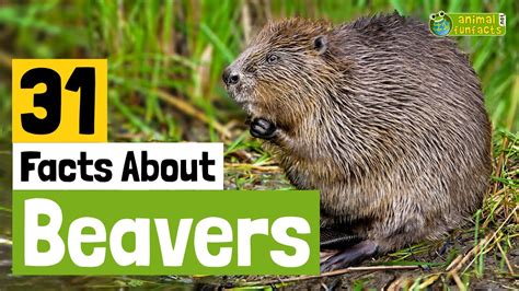 31 Facts About Beavers Learn All About Beavers Animals For Kids