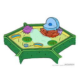 Both plant and animal cells contain nucleus along with similar organelles. Printable Plant Cell Diagram - Labeled, Unlabeled, and Blank
