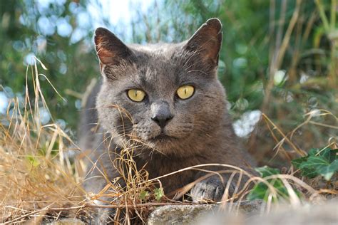 What in the world possesses a cat to eat cat litter—and is it even safe for them to eat? Eating Cat Litter in Cats - Definition, Cause, Solution ...