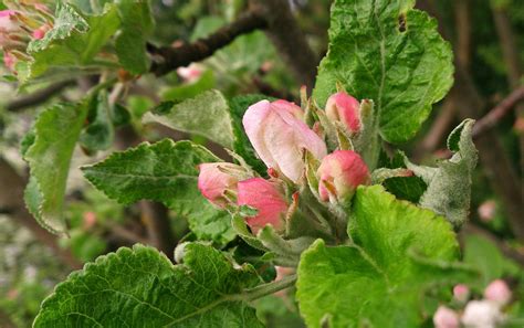 Free Images Nature Branch Berry Leaf Bloom Food Spring Produce